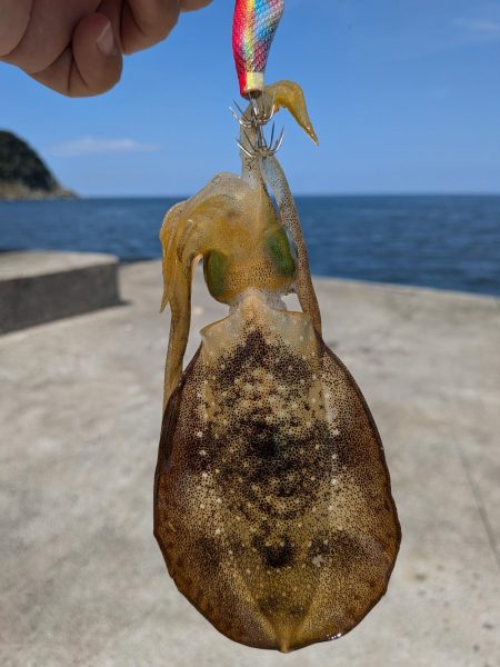 キスが釣れないので